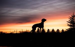 Preview wallpaper dog, silhouette, sunset