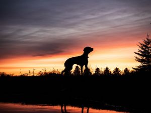 Preview wallpaper dog, silhouette, sunset