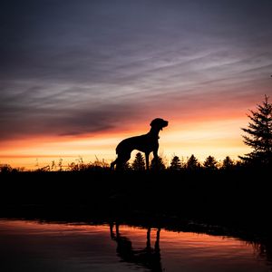 Preview wallpaper dog, silhouette, sunset