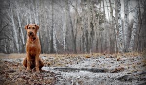 Preview wallpaper dog, sit, forest, walk, fall, rain