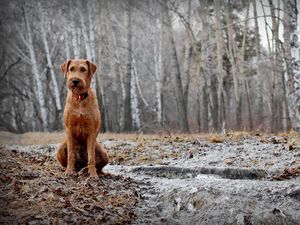 Preview wallpaper dog, sit, forest, walk, fall, rain