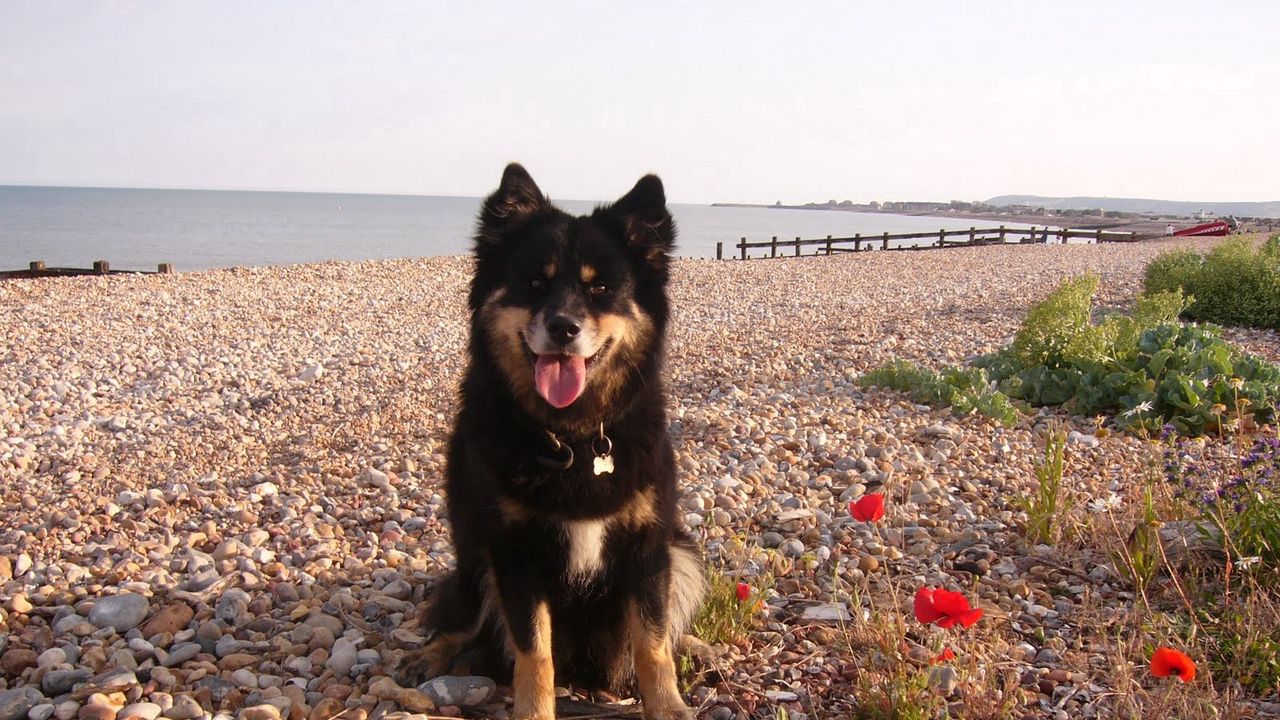 Wallpaper dog, sit, stones, flowers, sea, gravel, pier