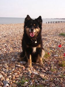 Preview wallpaper dog, sit, stones, flowers, sea, gravel, pier