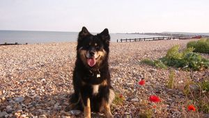Preview wallpaper dog, sit, stones, flowers, sea, gravel, pier