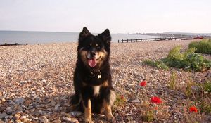 Preview wallpaper dog, sit, stones, flowers, sea, gravel, pier