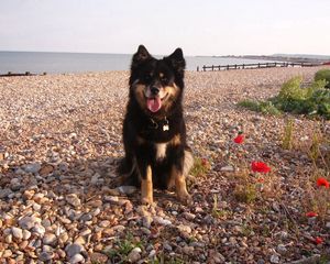 Preview wallpaper dog, sit, stones, flowers, sea, gravel, pier