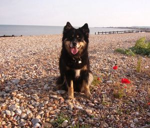 Preview wallpaper dog, sit, stones, flowers, sea, gravel, pier