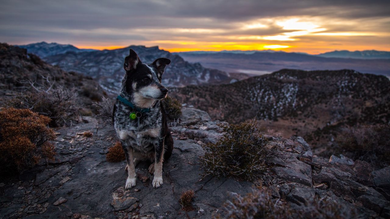 Wallpaper dog, sits, mountains, evening