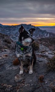 Preview wallpaper dog, sits, mountains, evening
