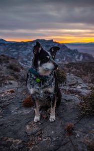 Preview wallpaper dog, sits, mountains, evening