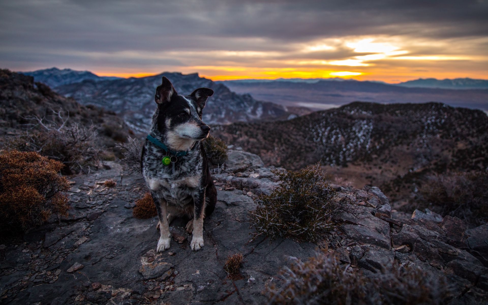 1920x1200 Wallpaper dog, sits, mountains, evening