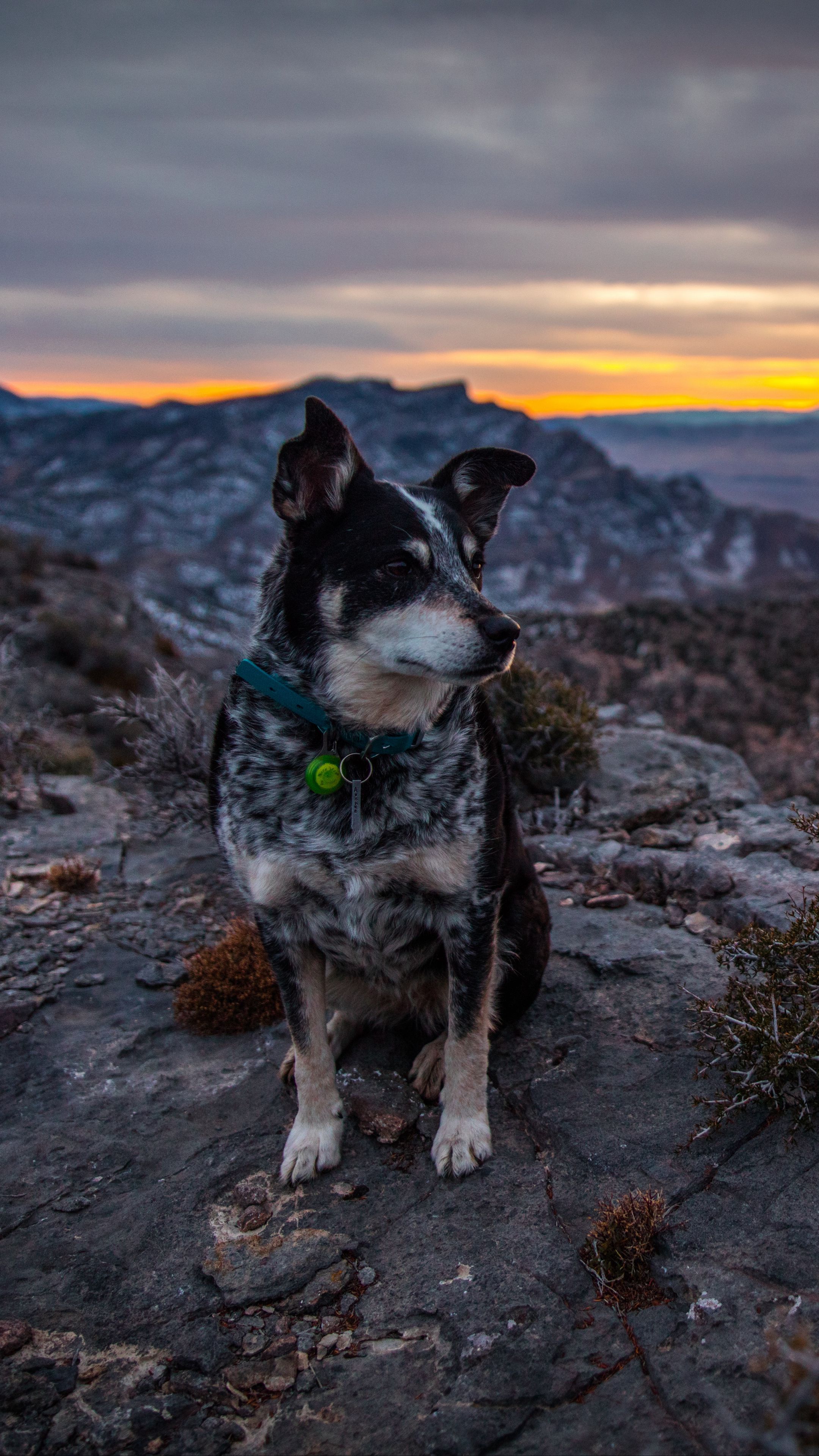 2160x3840 Wallpaper dog, sits, mountains, evening