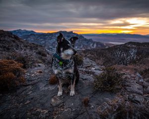 Preview wallpaper dog, sits, mountains, evening
