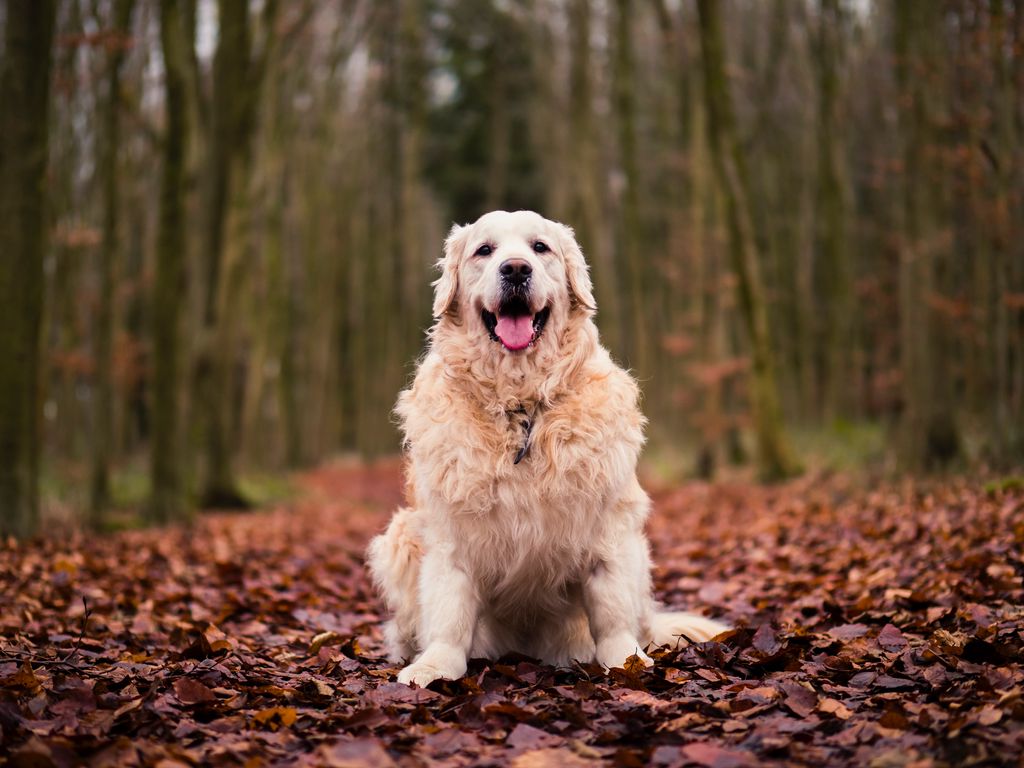 1024x768 Wallpaper dog, sitting, autumn, foliage