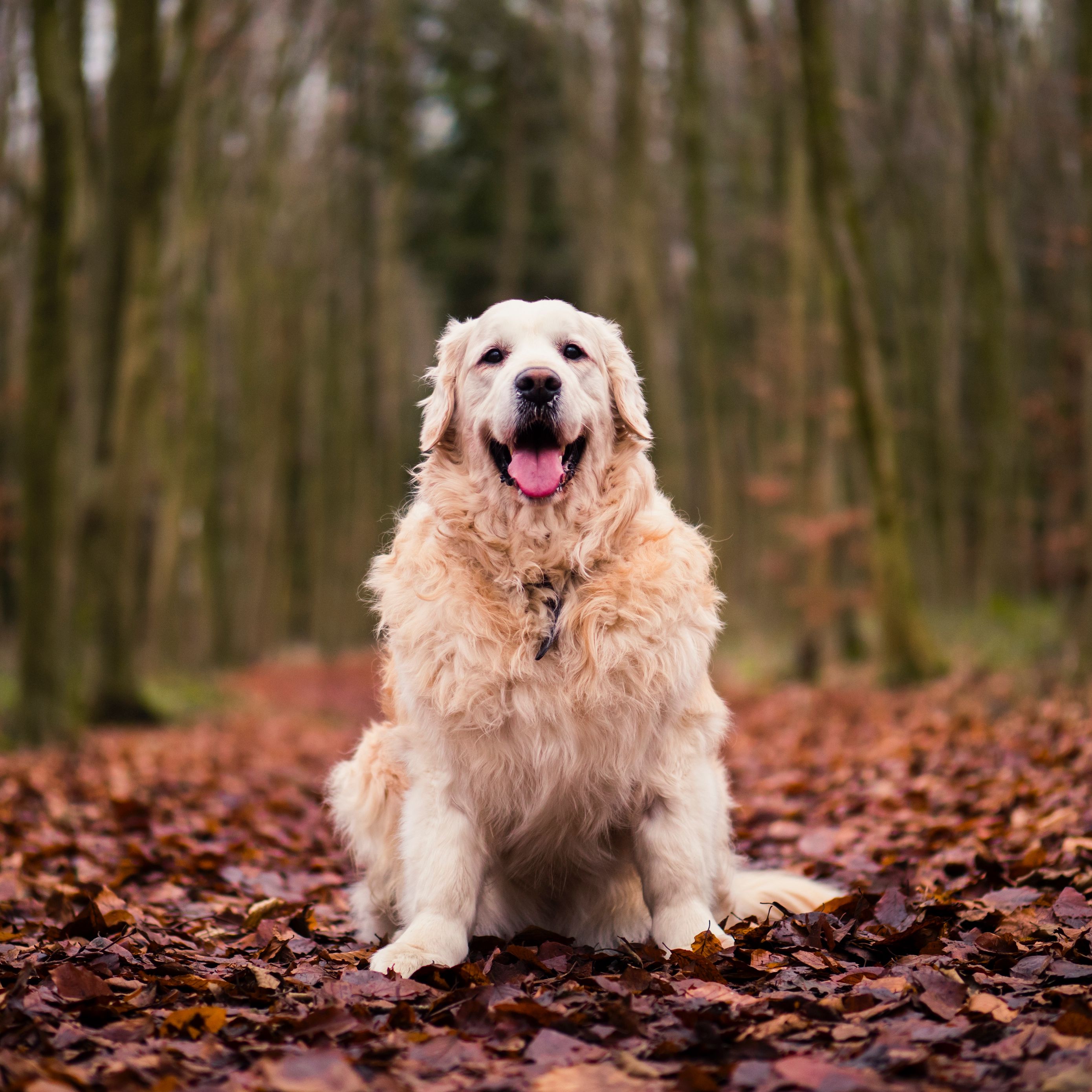 2780x2780 Wallpaper dog, sitting, autumn, foliage