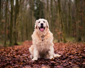 Preview wallpaper dog, sitting, autumn, foliage
