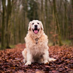 Preview wallpaper dog, sitting, autumn, foliage