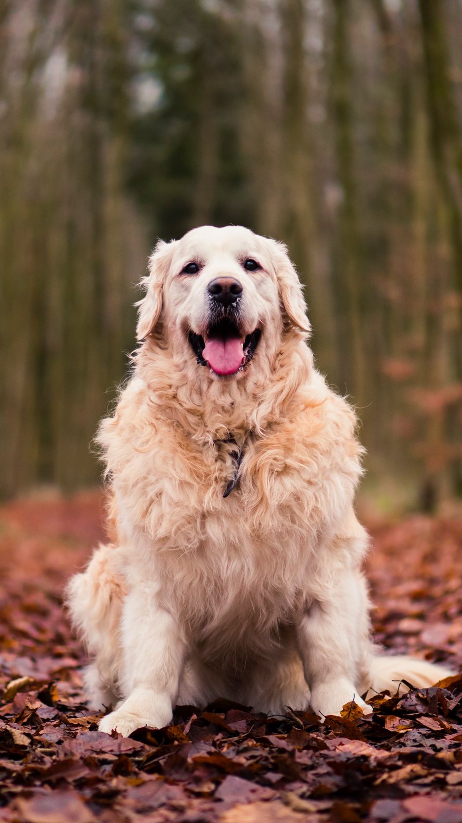 938x1668 Wallpaper dog, sitting, autumn, foliage