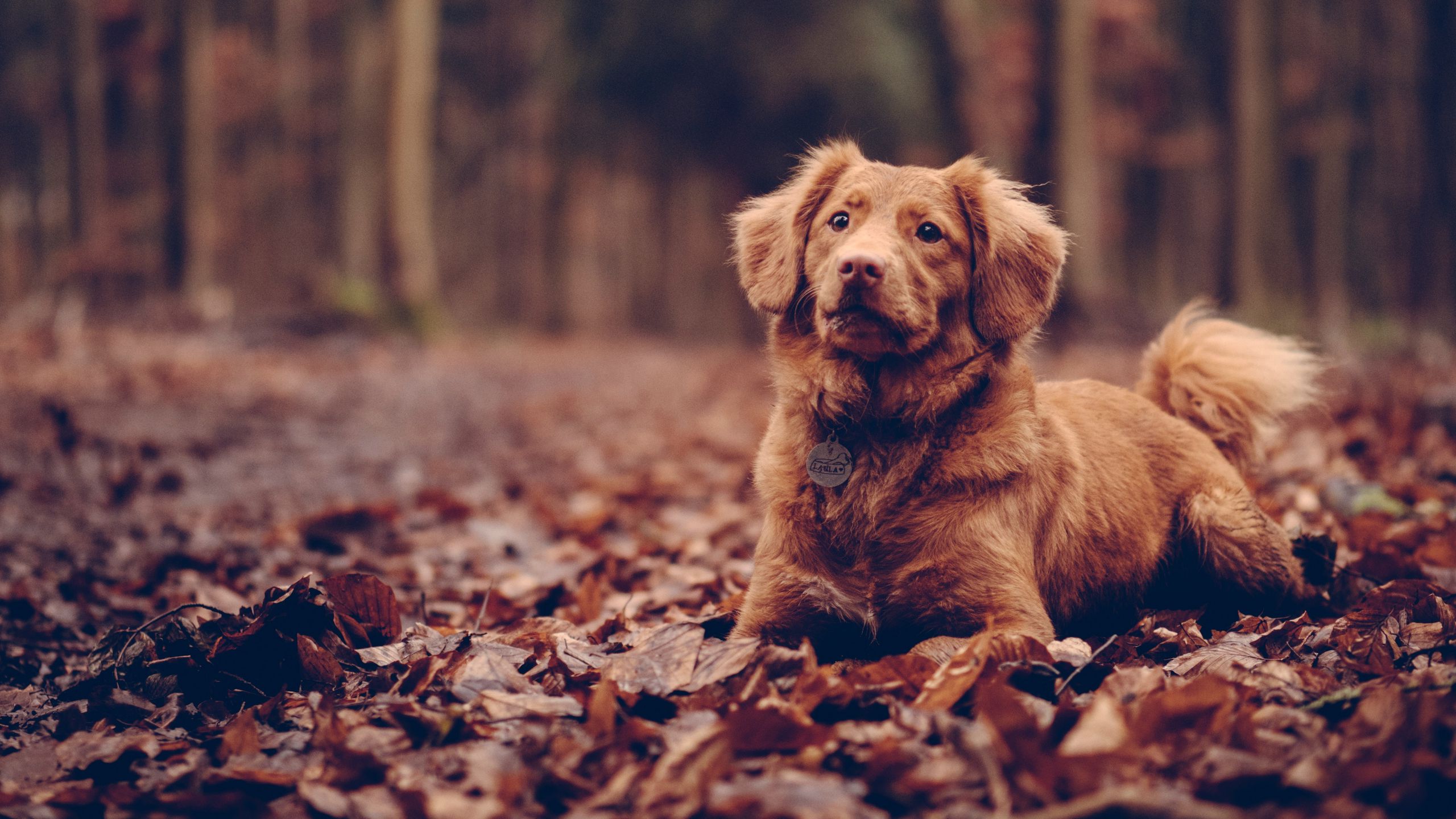 2560x1440 Wallpaper dog, sitting, foliage