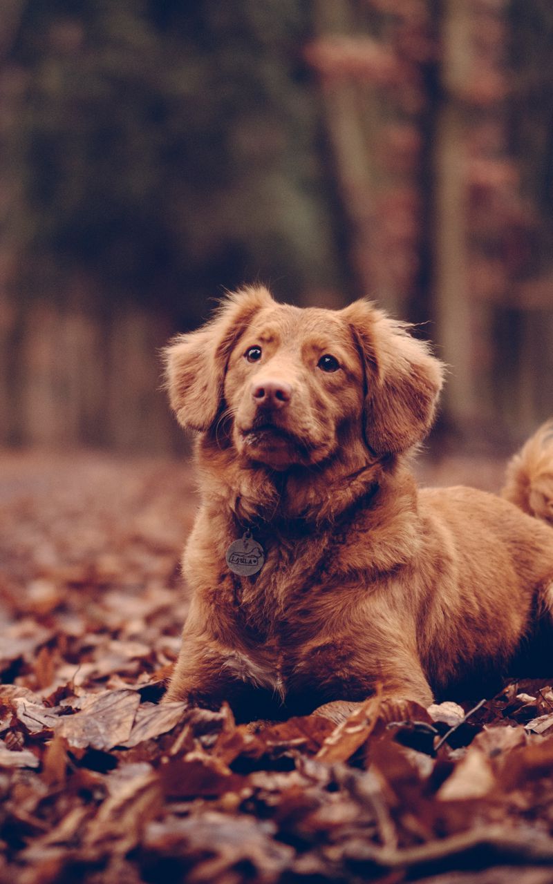 800x1280 Wallpaper dog, sitting, foliage