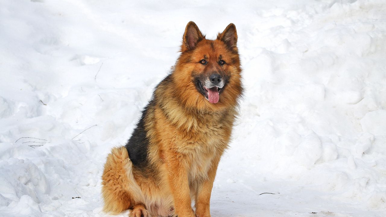 Wallpaper dog, sitting, snow, winter