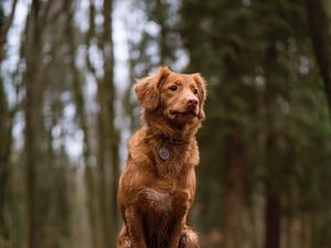 Preview wallpaper dog, sitting, stump, moss, walk