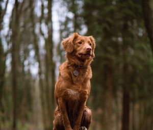 Preview wallpaper dog, sitting, stump, moss, walk