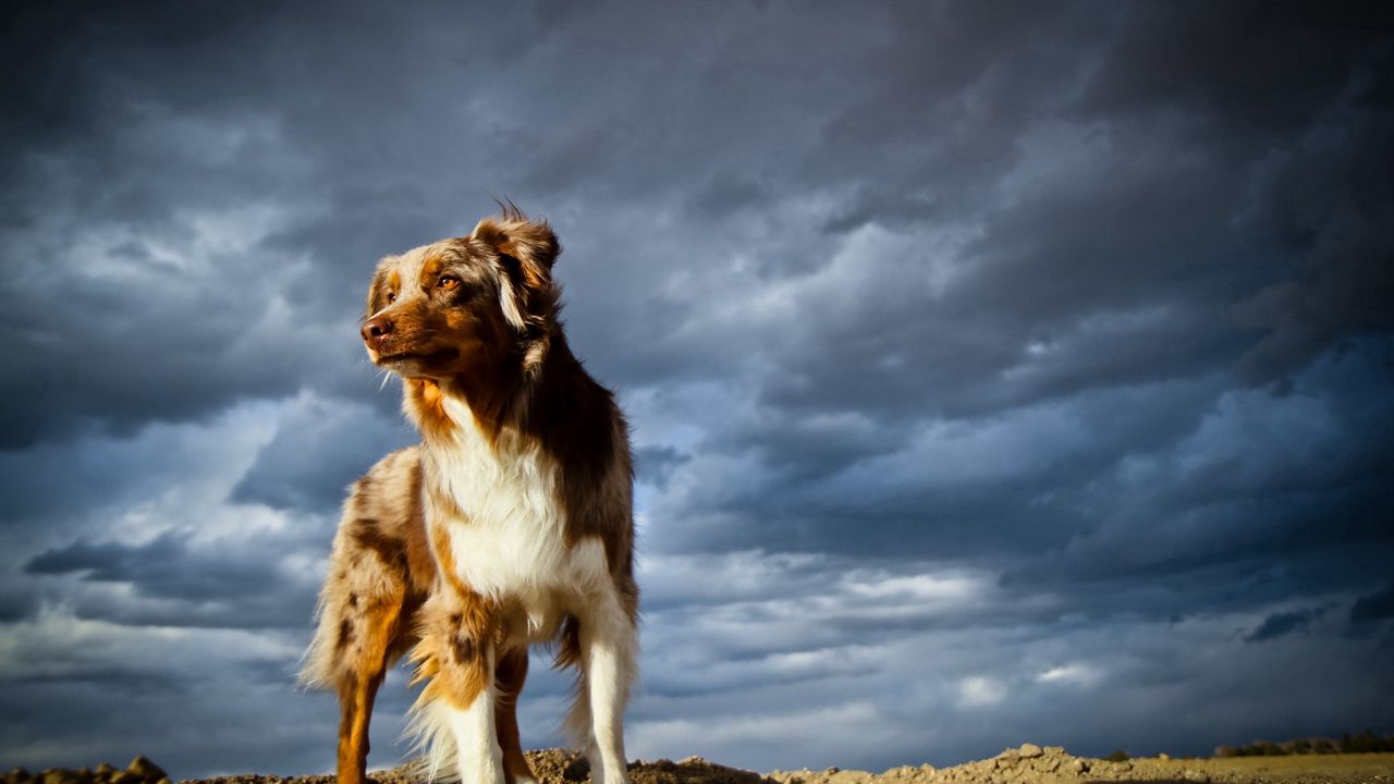 Wallpaper dog, sky, rocks