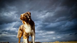 Preview wallpaper dog, sky, rocks