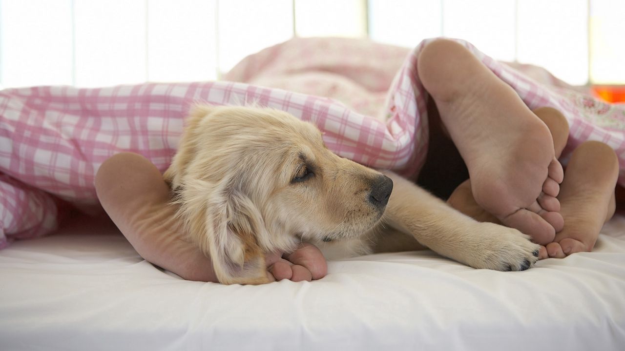 Wallpaper dog, sleep, feet, blanket