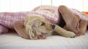 Preview wallpaper dog, sleep, feet, blanket