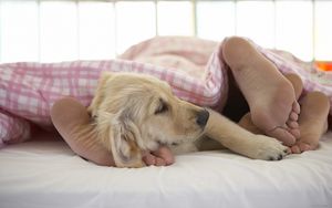 Preview wallpaper dog, sleep, feet, blanket