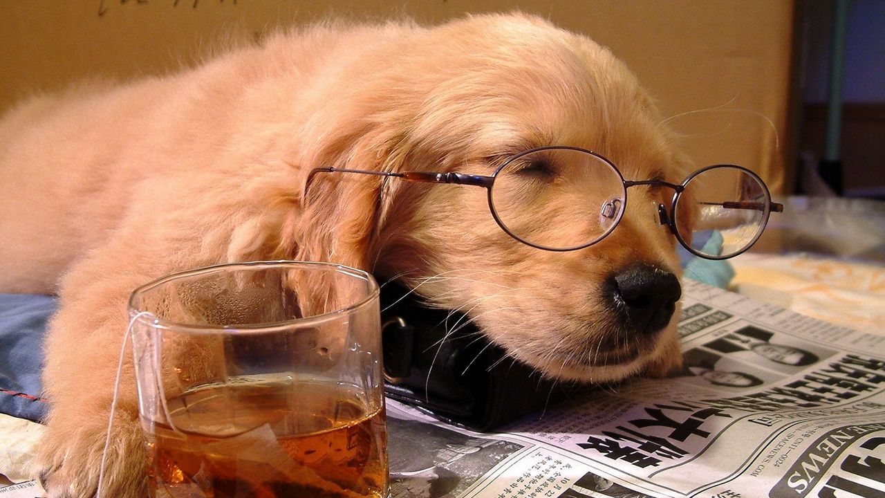 Wallpaper dog, sleeping, puppy, face, glasses, paper, glass, drink, situation