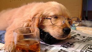 Preview wallpaper dog, sleeping, puppy, face, glasses, paper, glass, drink, situation