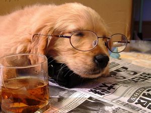 Preview wallpaper dog, sleeping, puppy, face, glasses, paper, glass, drink, situation