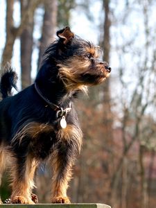 Preview wallpaper dog, small, dog collar, attentive