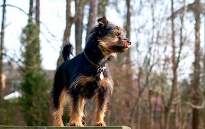 Preview wallpaper dog, small, dog collar, attentive
