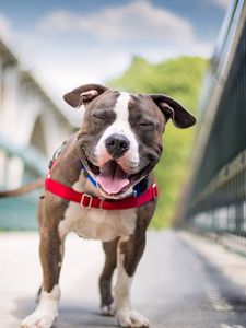 Preview wallpaper dog, smile, american staffordshire terrier