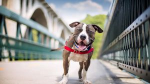 Preview wallpaper dog, smile, american staffordshire terrier