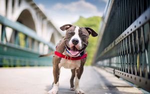 Preview wallpaper dog, smile, american staffordshire terrier