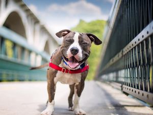 Preview wallpaper dog, smile, american staffordshire terrier