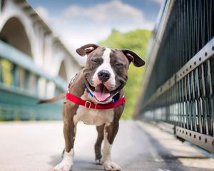 Preview wallpaper dog, smile, american staffordshire terrier