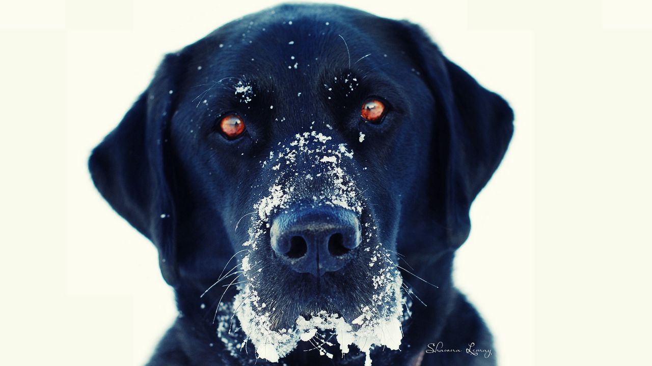 Wallpaper dog, snout, snow, black