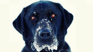 Preview wallpaper dog, snout, snow, black