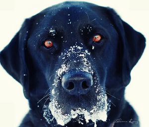 Preview wallpaper dog, snout, snow, black