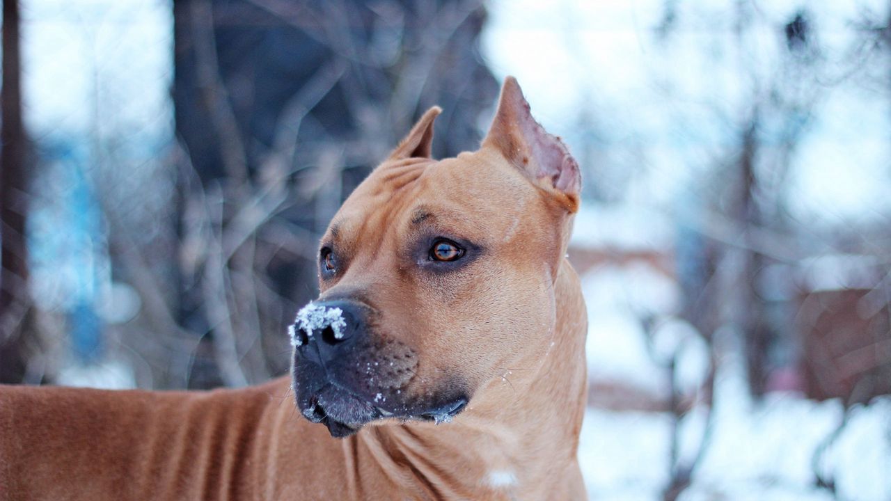 Wallpaper dog, snout, snow, view