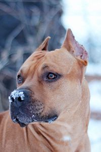Preview wallpaper dog, snout, snow, view