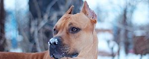 Preview wallpaper dog, snout, snow, view