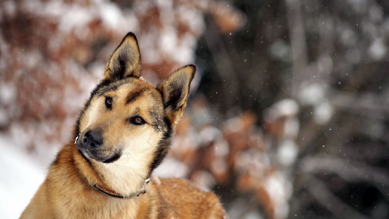 Wallpaper dog, snout, snow, glare