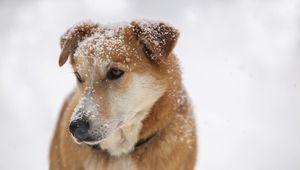 Preview wallpaper dog, snout, snow, sad, sight